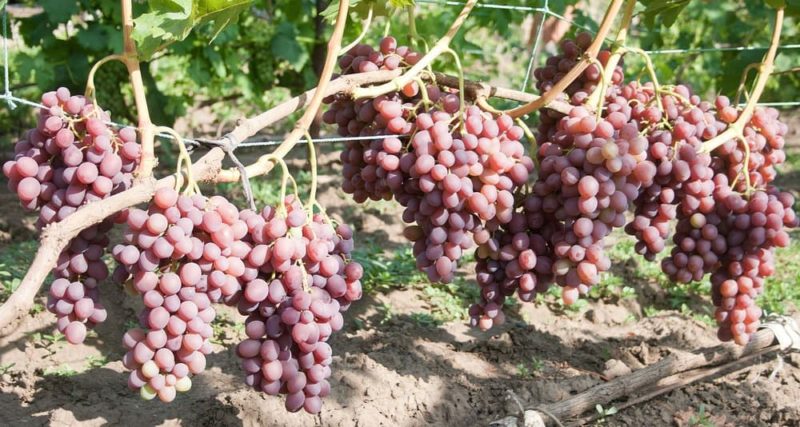 Features of growing grapes Libya