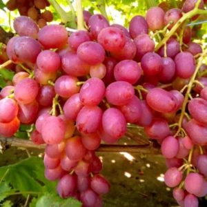 Features of growing grapes Libya