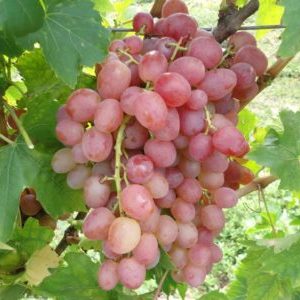 Features of growing grapes Libya