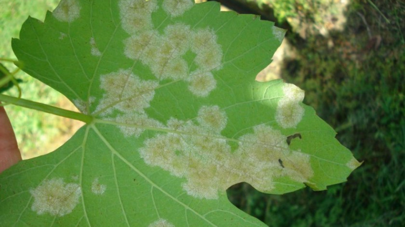 Features of growing grapes Libya