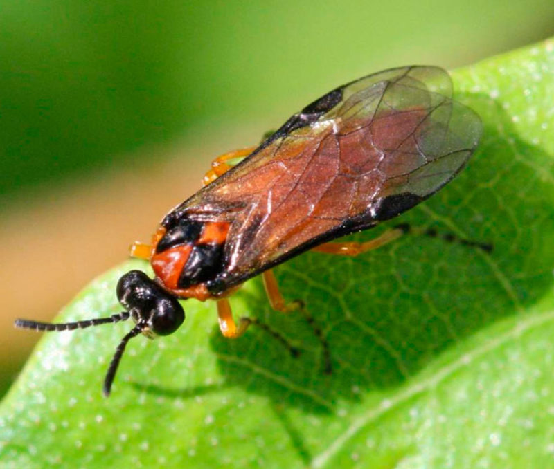 Which pest eats gooseberry leaves and what to do to save the bushes