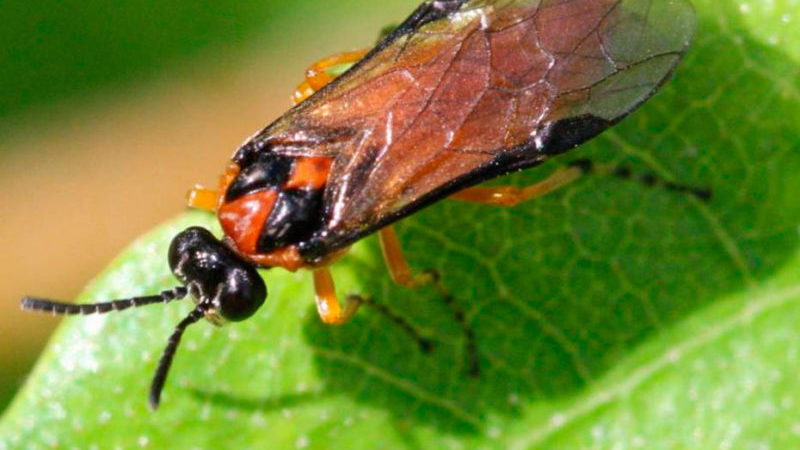 How to process currant and gooseberry bushes in the spring from pests and diseases