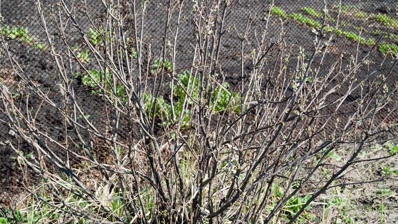 Why currant bushes dry and what to do to solve the problem