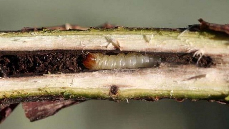 Why currant bushes dry and what to do to solve the problem