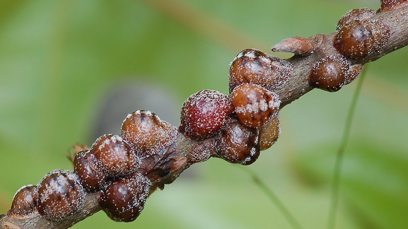 How to properly and how to spray apple trees from pests in summer