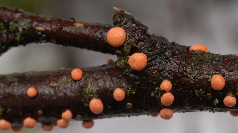 Why currant bushes dry and what to do to solve the problem