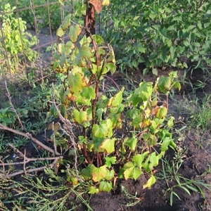Why currant bushes dry and what to do to solve the problem
