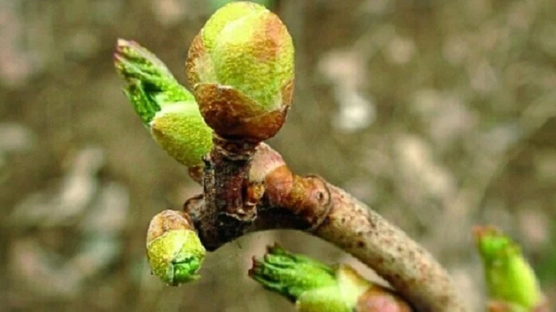 Why currant bushes dry and what to do to solve the problem