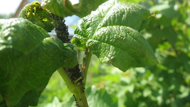 Why currant bushes dry and what to do to solve the problem