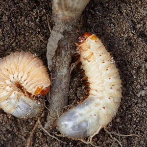 Why currant bushes dry and what to do to solve the problem