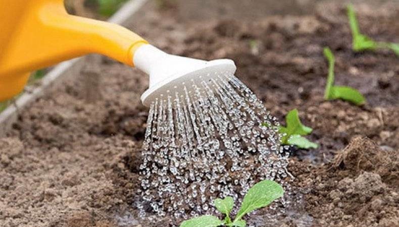 Growing and caring for turnips in the open field