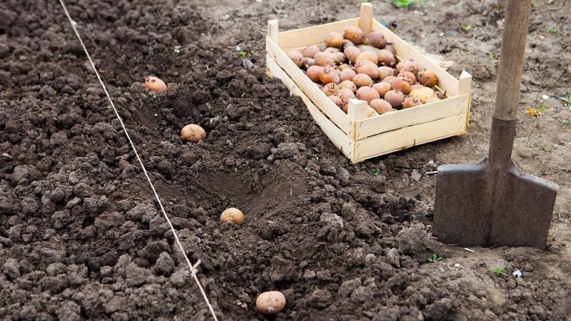 New ways of planting potatoes and care features