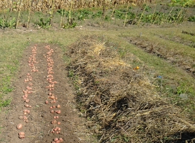 New ways of planting potatoes and care features