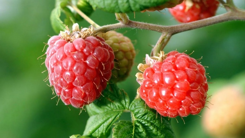 Benefits and features of early raspberries
