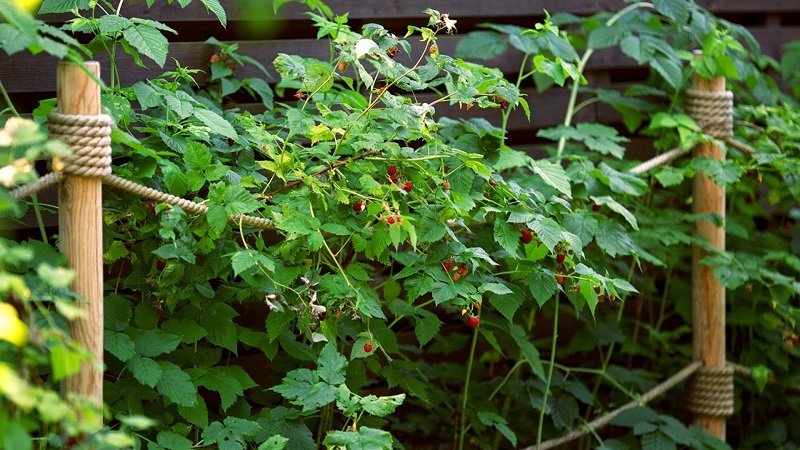 When is it better to plant raspberries in the middle lane - in spring or autumn