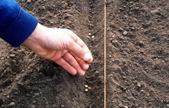 Growing and caring for turnips in the open field