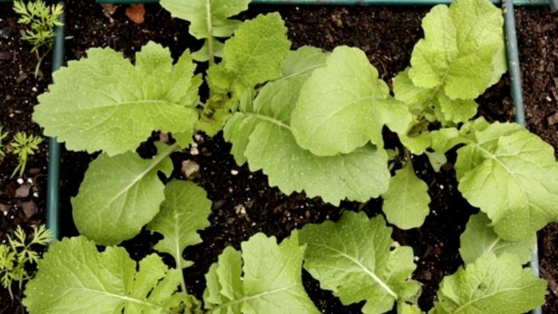 Growing and caring for turnips in the open field