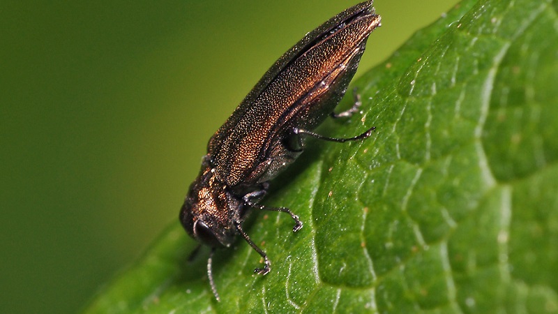 Which pest eats gooseberry leaves and what to do to save the bushes