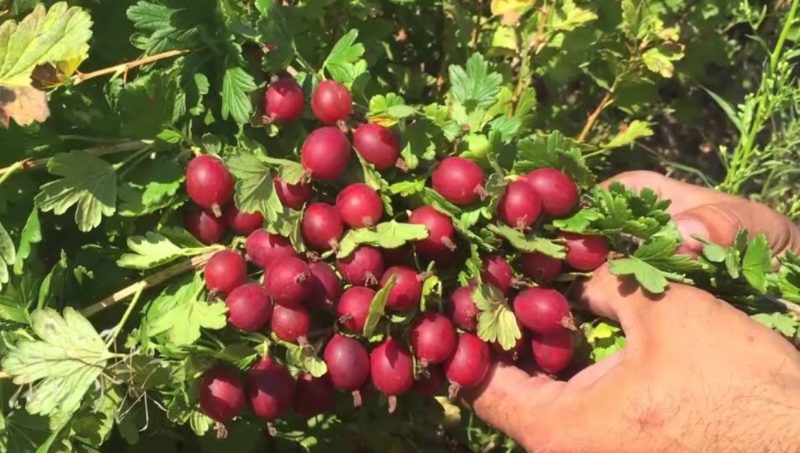 High-yielding frost-resistant gooseberry variety Masheka