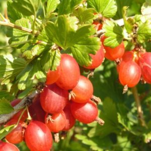 High-yielding frost-resistant gooseberry variety Masheka