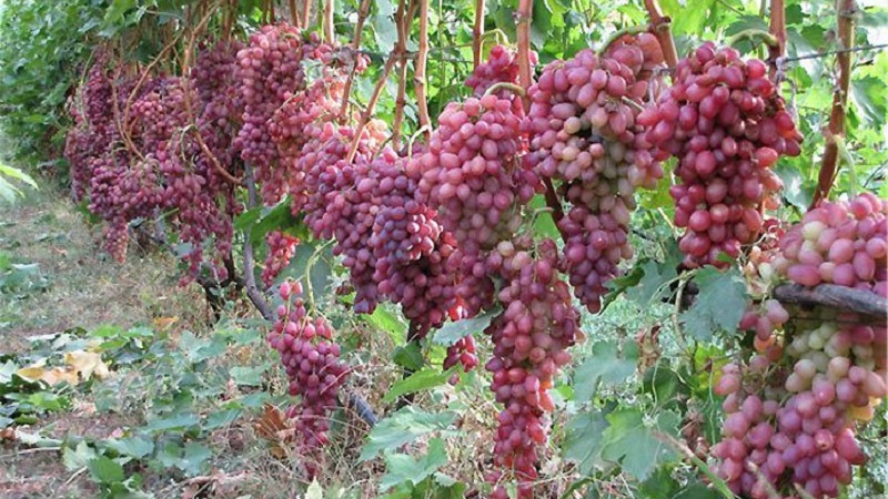 Grape variety Kishmish Radiant