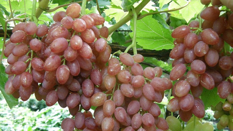 Grape variety Kishmish Radiant