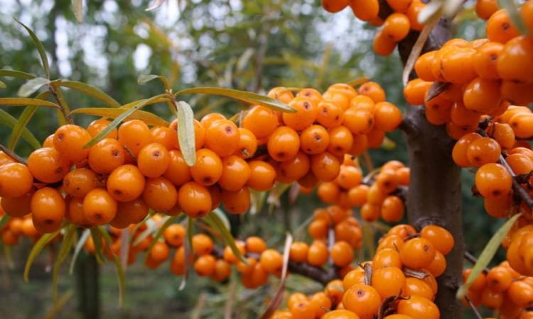 Variety of species and varieties of sea buckthorn