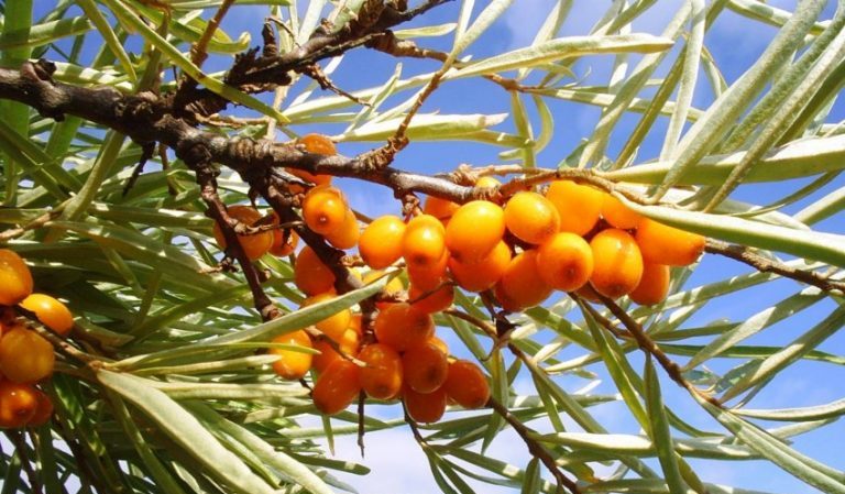 Variety of species and varieties of sea buckthorn