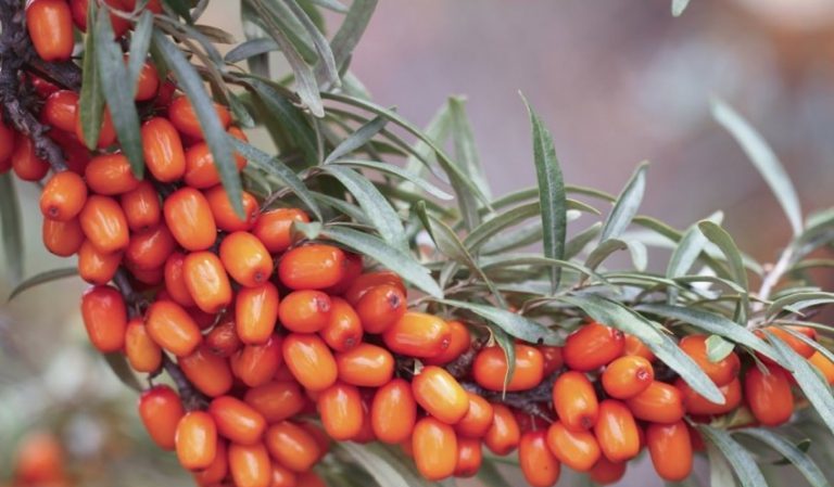 Variety of species and varieties of sea buckthorn