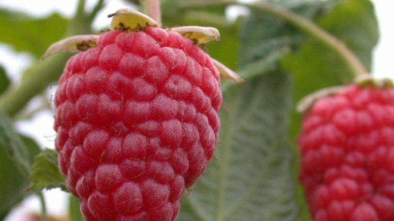 The best varieties of remontant raspberries for the south of Russia