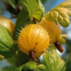 General characteristics and description of varieties of hairy gooseberries