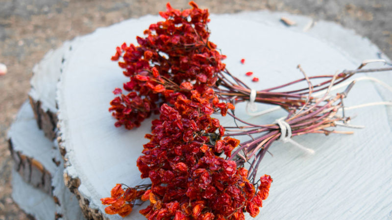 Is it possible to dry viburnum and how to do it at home