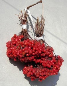 Is it possible to dry viburnum and how to do it at home