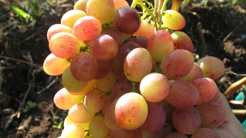 Requirements for grape varieties for Siberia and an overview of the best of them