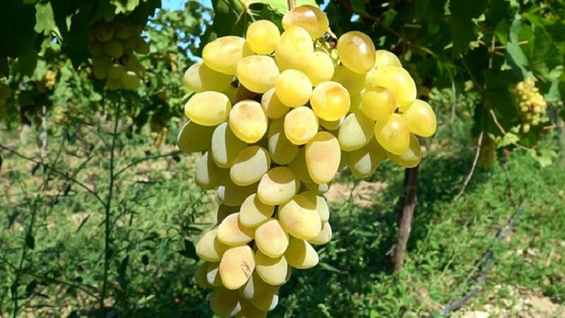 Requirements for grape varieties for Siberia and an overview of the best of them