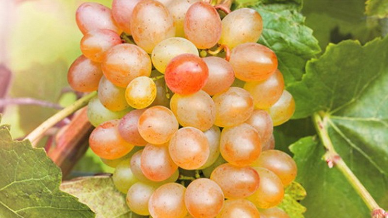 Requirements for grape varieties for Siberia and an overview of the best of them
