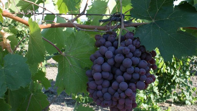 Requirements for grape varieties for Siberia and an overview of the best of them