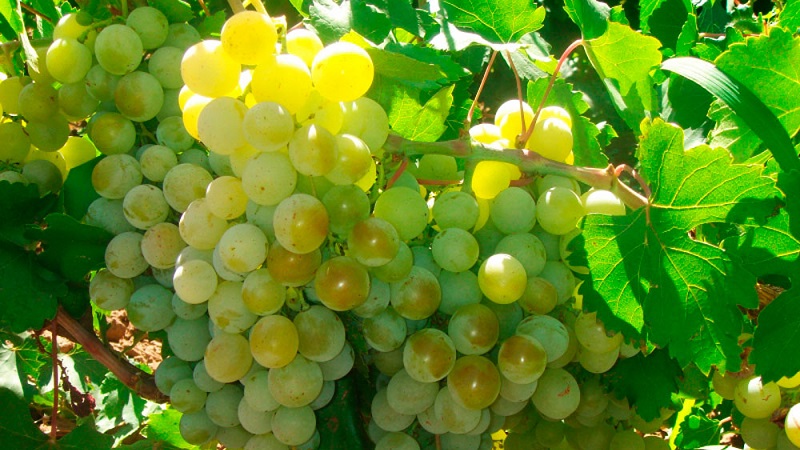 Requirements for grape varieties for Siberia and an overview of the best of them