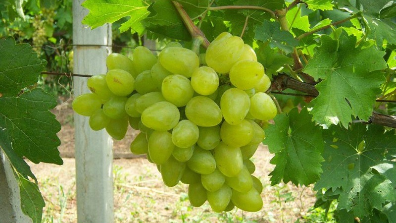 Requirements for grape varieties for Siberia and an overview of the best of them