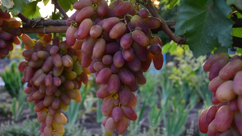 Requirements for grape varieties for Siberia and an overview of the best of them