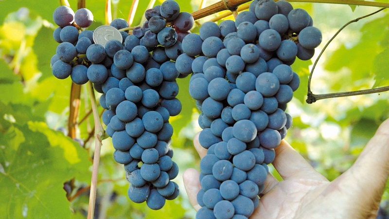 Requirements for grape varieties for Siberia and an overview of the best of them