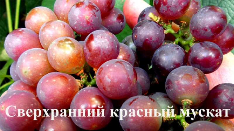 Requirements for grape varieties for Siberia and an overview of the best of them