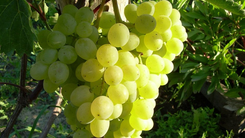 Requirements for grape varieties for Siberia and an overview of the best of them