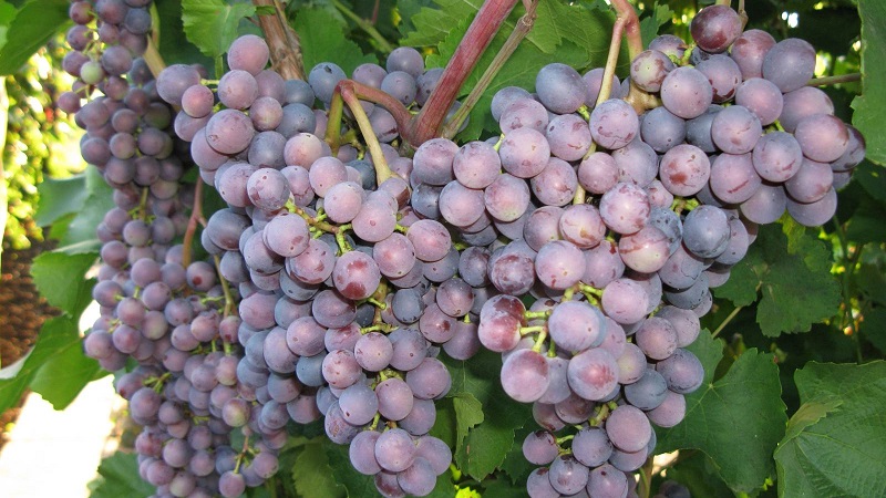 Requirements for grape varieties for Siberia and an overview of the best of them