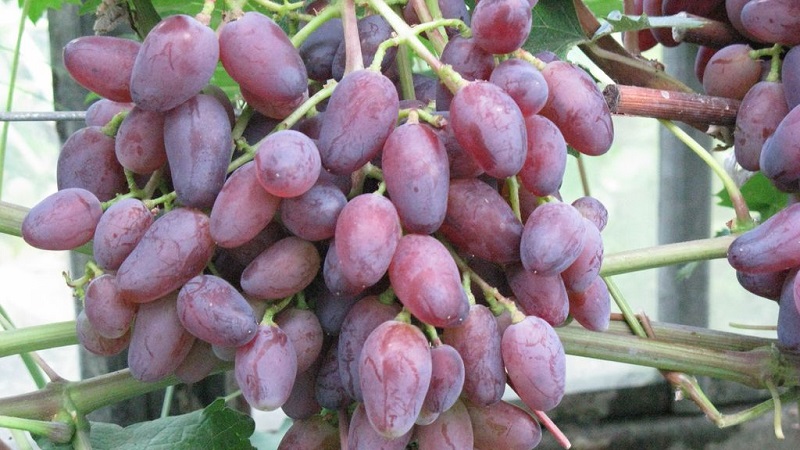 What properties should non-covering grape varieties possess and which of them are considered the best