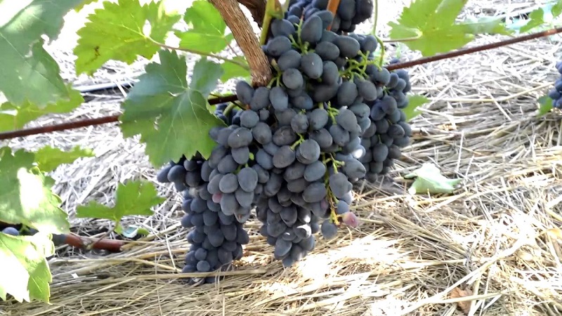 Requirements for grape varieties for Siberia and an overview of the best of them