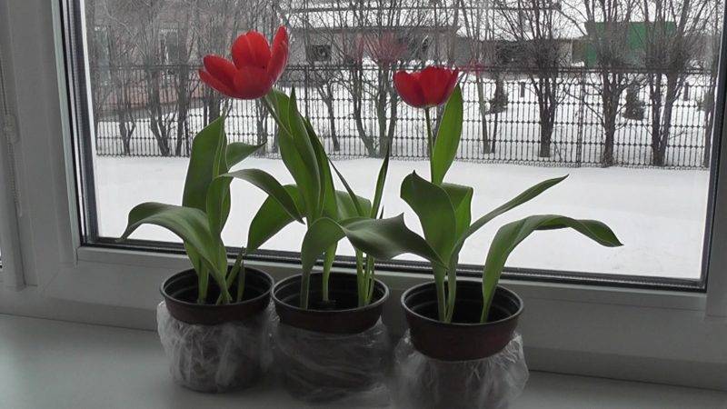 How to properly grow tulips in a pot at home