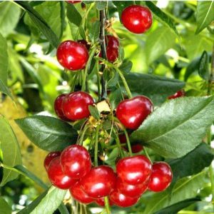 The best cherry varieties for central Russia
