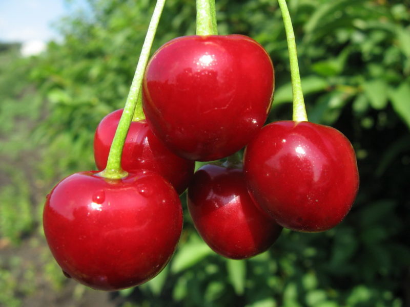 The best cherry varieties for central Russia