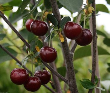 The best cherry varieties for central Russia